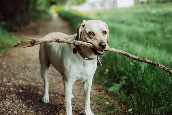 犬も歩けば棒に当たるの意味は 例文や英語訳 類義語や由来も解説 パンダとヒツジのことば辞典