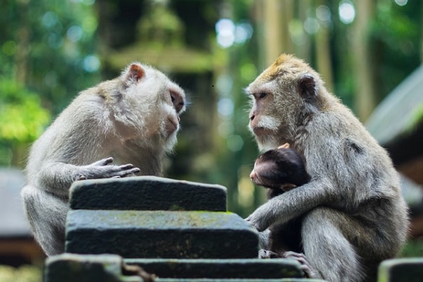 立て板に水の意味とは 例文 類語 語源 英語訳なども詳しく解説 パンダとヒツジのことば辞典