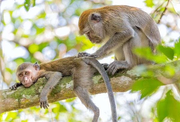 猿も木から落ちるの意味は 語源と例文 類語や英語訳なども解説 パンダとヒツジのことば辞典